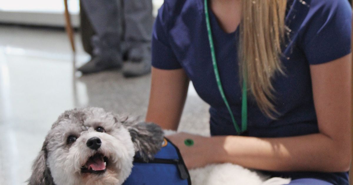 Doctors and nurses join the puppy love Modern Healthcare