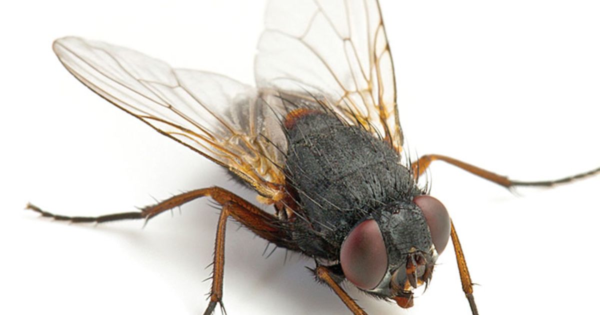Bacteria-bearing insects fly around hospitals | Modern Healthcare